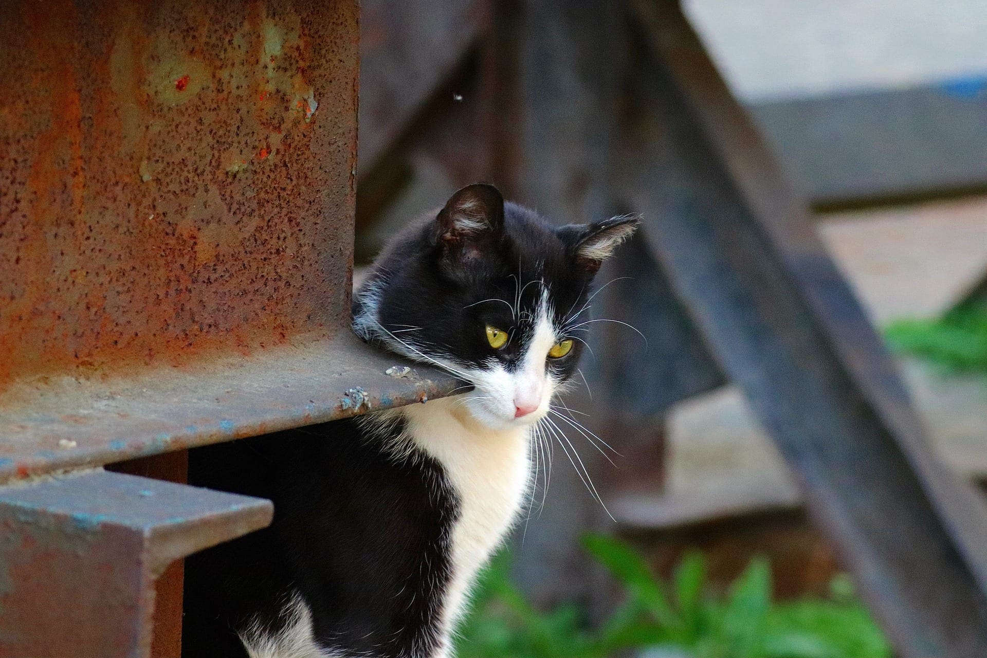 Eagle News Online CNY Cat Coalition to help village handle stray cats
