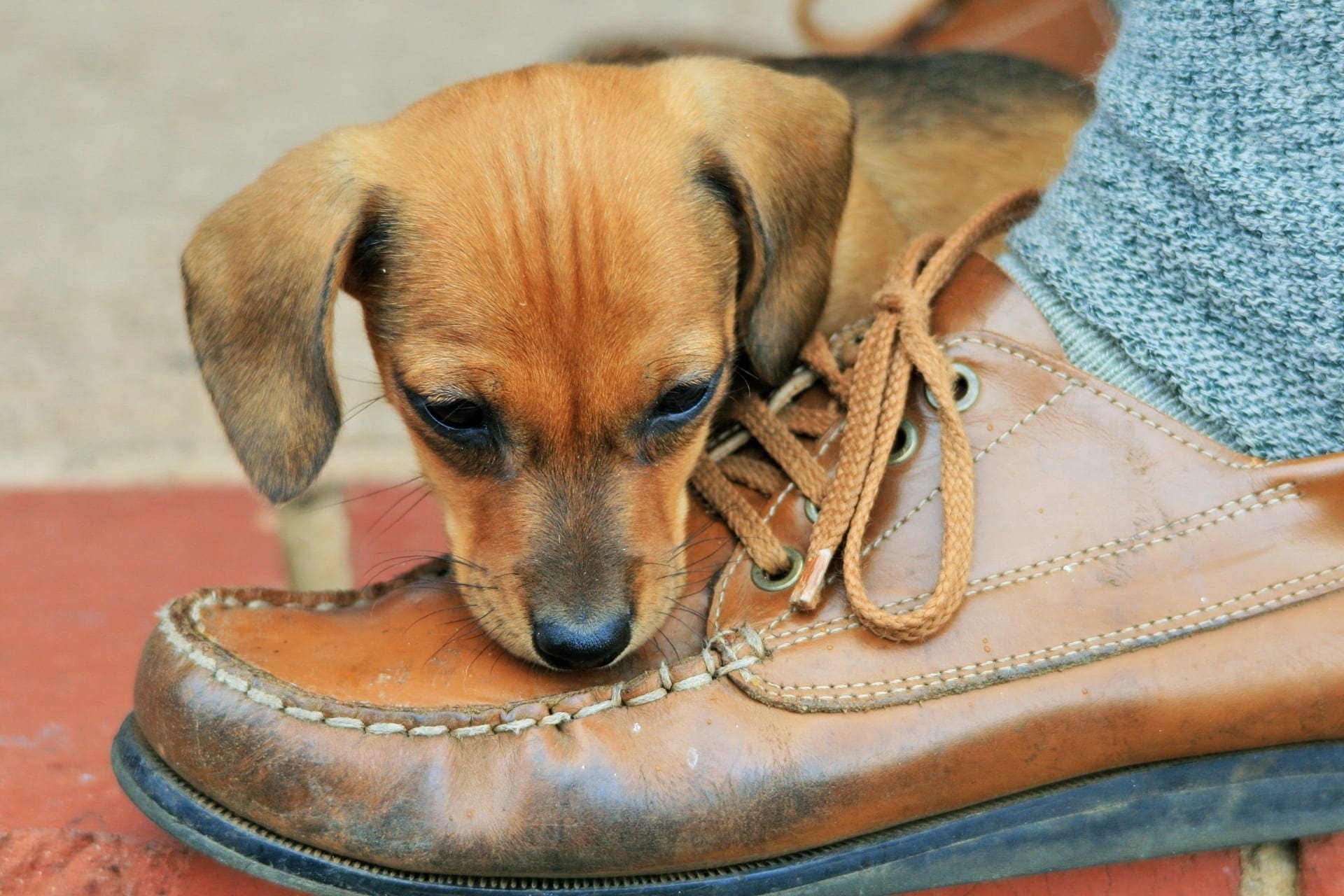 puppy in a shoe